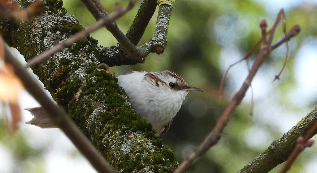 Pełzacz leśny (Certhia familiaris)