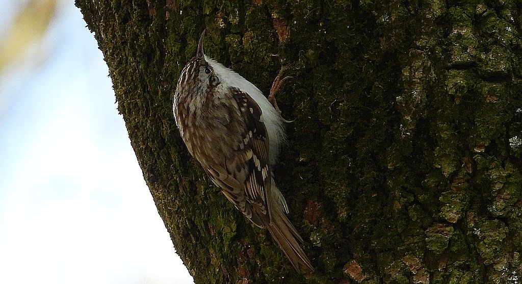 Pełzacz leśny (Certhia familiaris)