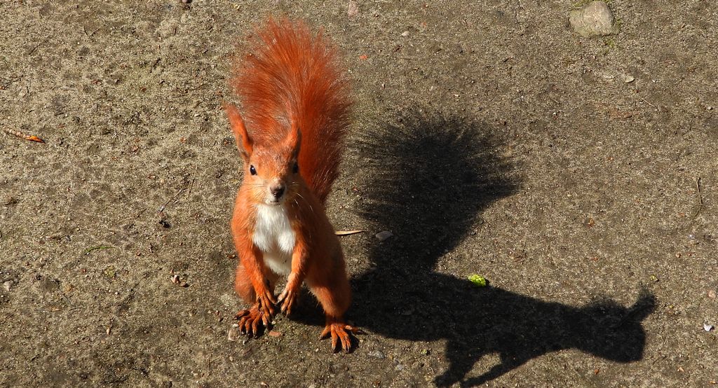 Wiewiórka pospolita (Sciurus vulgaris)