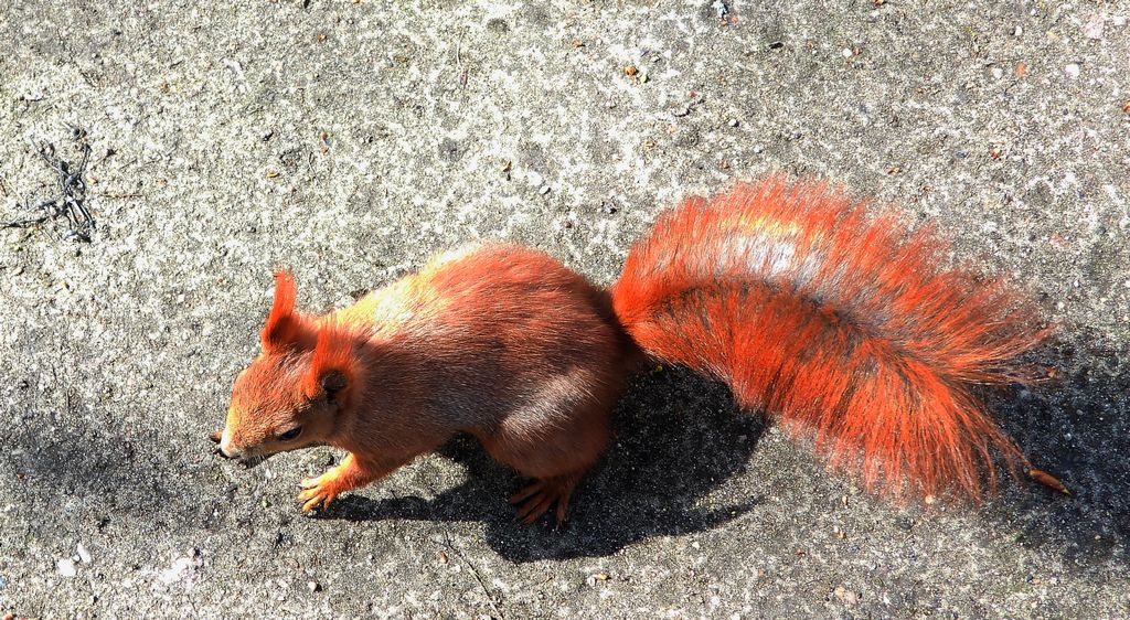 Wiewiórka pospolita (Sciurus vulgaris)