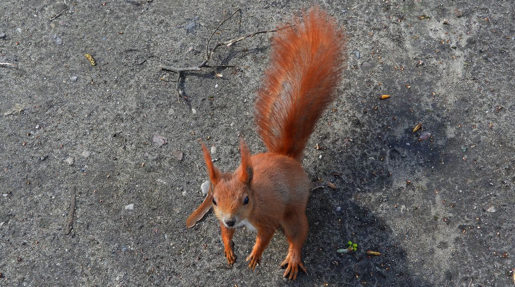 Wiewiórka pospolita (Sciurus vulgaris)