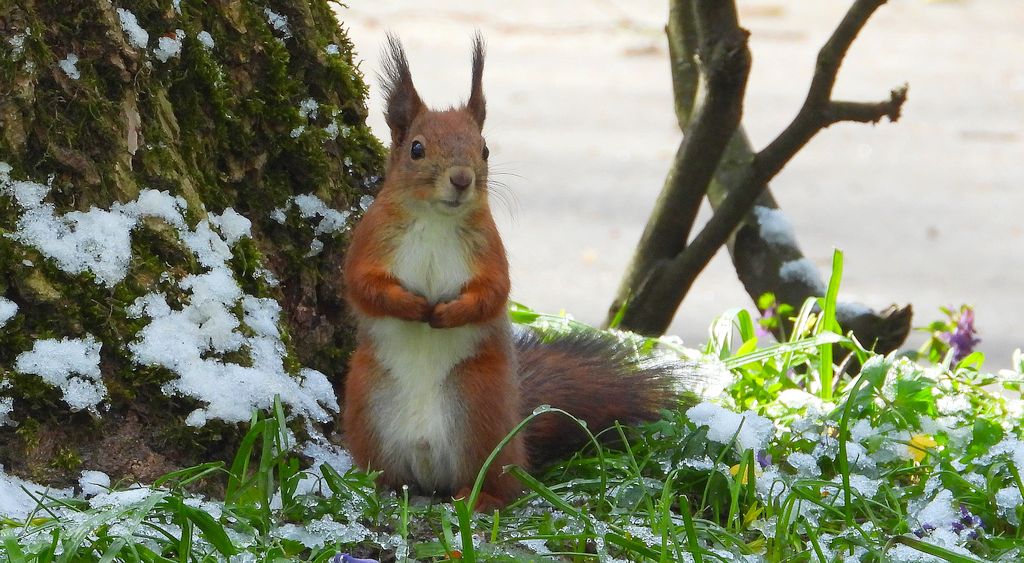 Wiewiórka pospolita (Sciurus vulgaris)