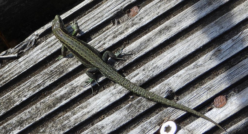 Jaszczurka zwinka (Lacerta agilis)