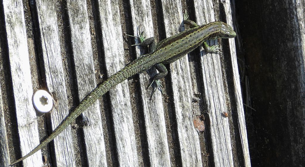 Jaszczurka zwinka (Lacerta agilis)