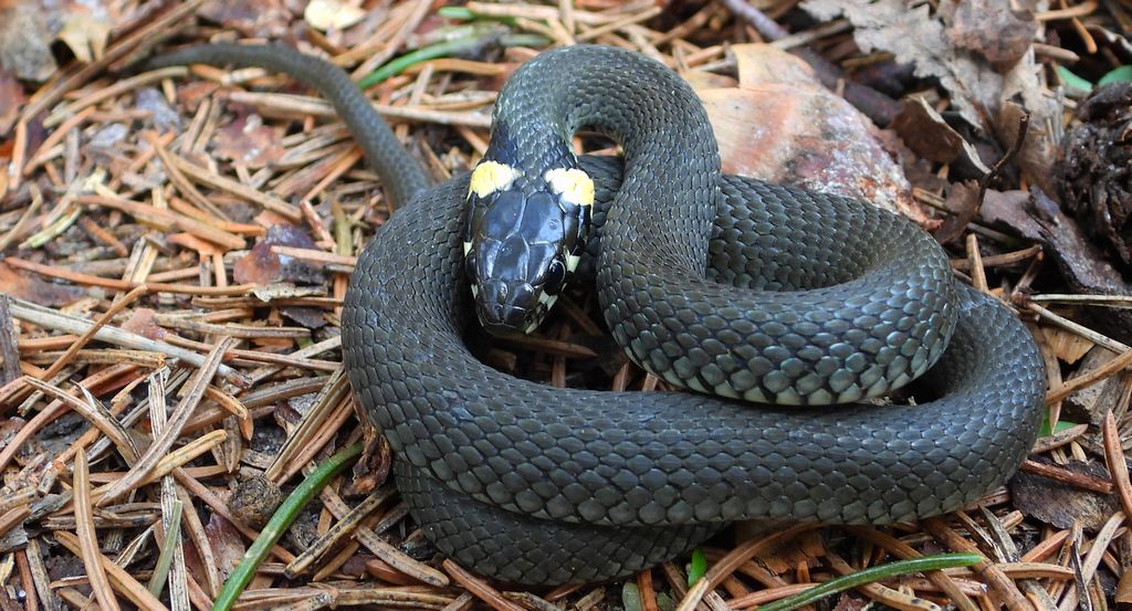 Zaskroniec zwyczajny, zaskroniec (Natrix natrix)