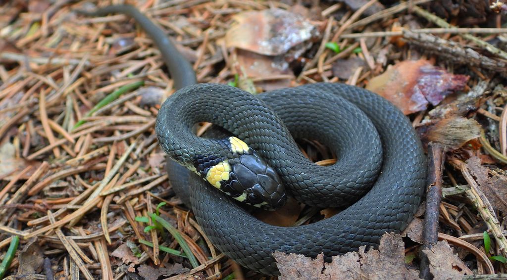 Zaskroniec zwyczajny, zaskroniec (Natrix natrix)