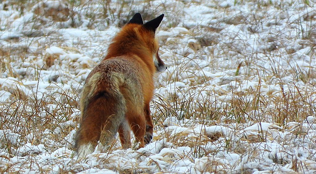 Lis rudy , lis pospolity (Vulpes vulpes)
