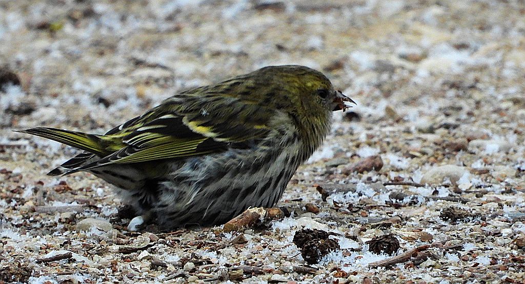 Czyż, czyż zwyczajny, czyż pospolity, czyżyk (Spinus spinus)