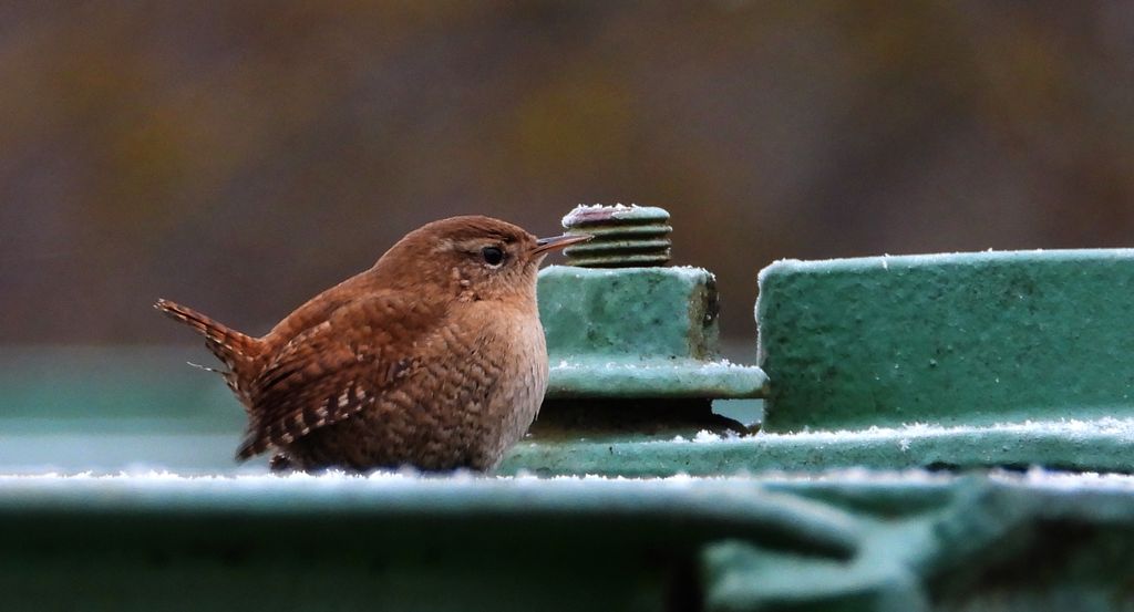 Strzyżyk zwyczajny, strzyżyk woleoczko, wole oczko (Nannus troglodytes)