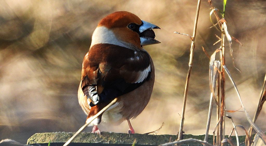 Grubodziób zwyczajny, pestkojad, grabołusk (Coccothraustes coccothraustes)