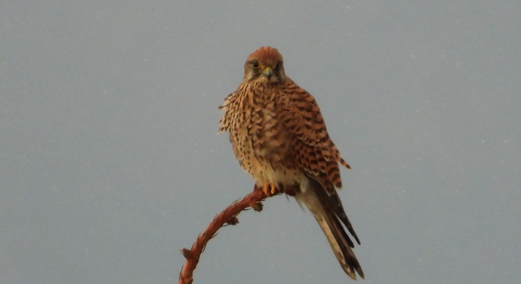 Pustułka zwyczajna, pustułka, sokół pustułka (Falco tinnunculus)