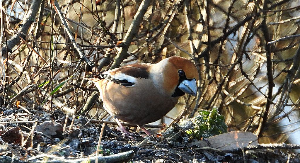Grubodziób zwyczajny, pestkojad, grabołusk (Coccothraustes coccothraustes)