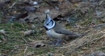 Czubatka europejska, czubatka, sikora czubatka, sikora czubata (Lophophanes cristatus)