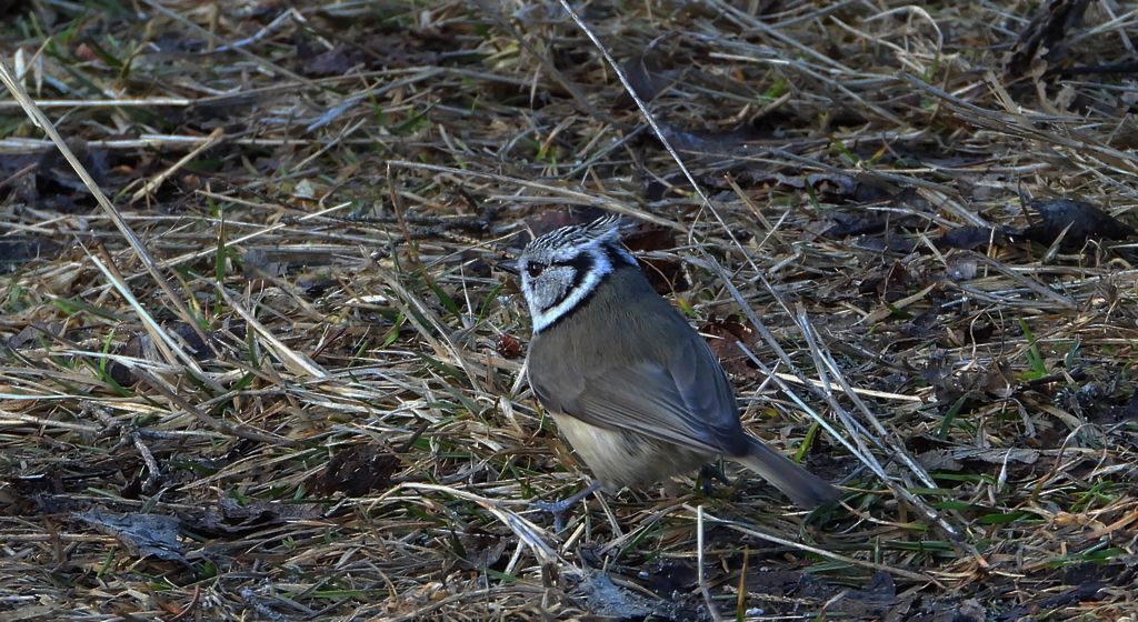 Czubatka europejska, czubatka, sikora czubatka, sikora czubata (Lophophanes cristatus)