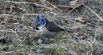 Czubatka europejska, czubatka, sikora czubatka, sikora czubata (Lophophanes cristatus)