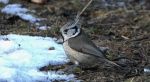 Czubatka europejska, czubatka, sikora czubatka, sikora czubata (Lophophanes cristatus)
