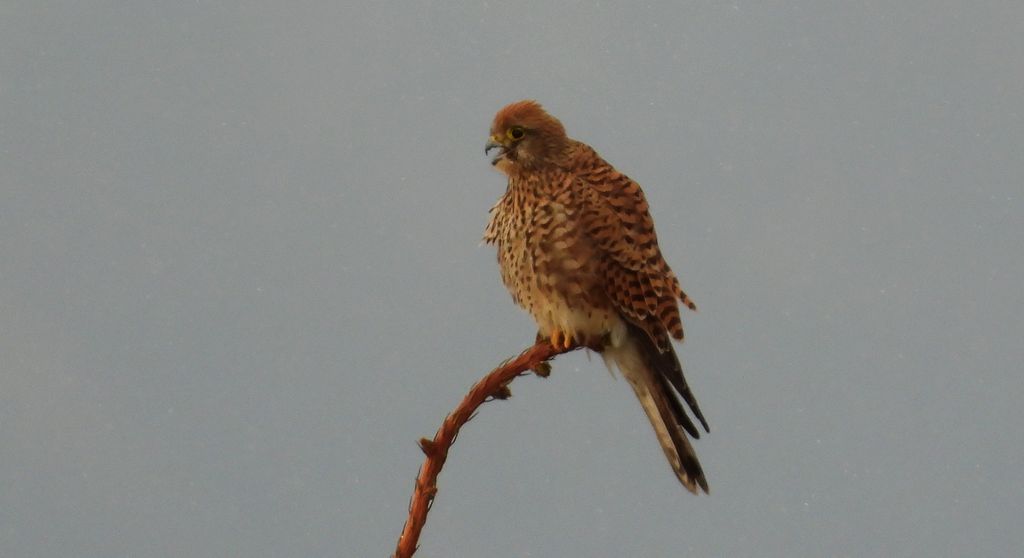 Pustułka zwyczajna, pustułka, sokół pustułka (Falco tinnunculus)