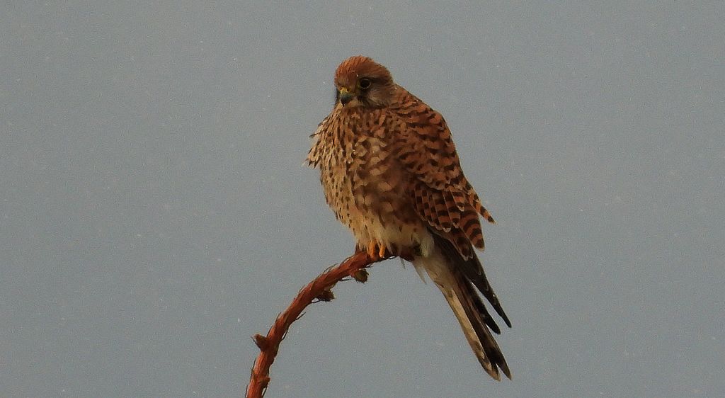 Pustułka zwyczajna, pustułka, sokół pustułka (Falco tinnunculus)