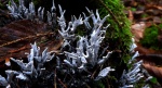 Chrobotek gwiazdkowaty (Cladonia uncialis)