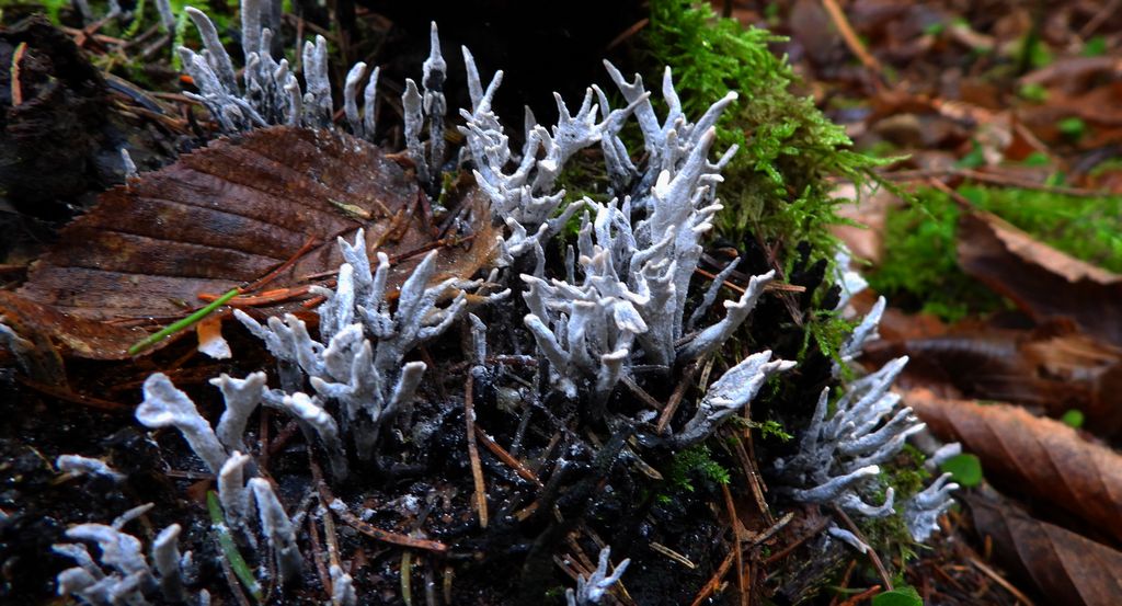 Chrobotek gwiazdkowaty (Cladonia uncialis)