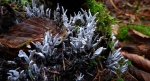 Chrobotek gwiazdkowaty (Cladonia uncialis)