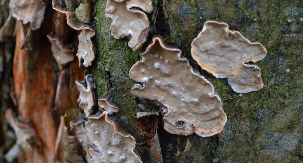 Tarczówka krążkowata (Aleurodiscus disciformis)