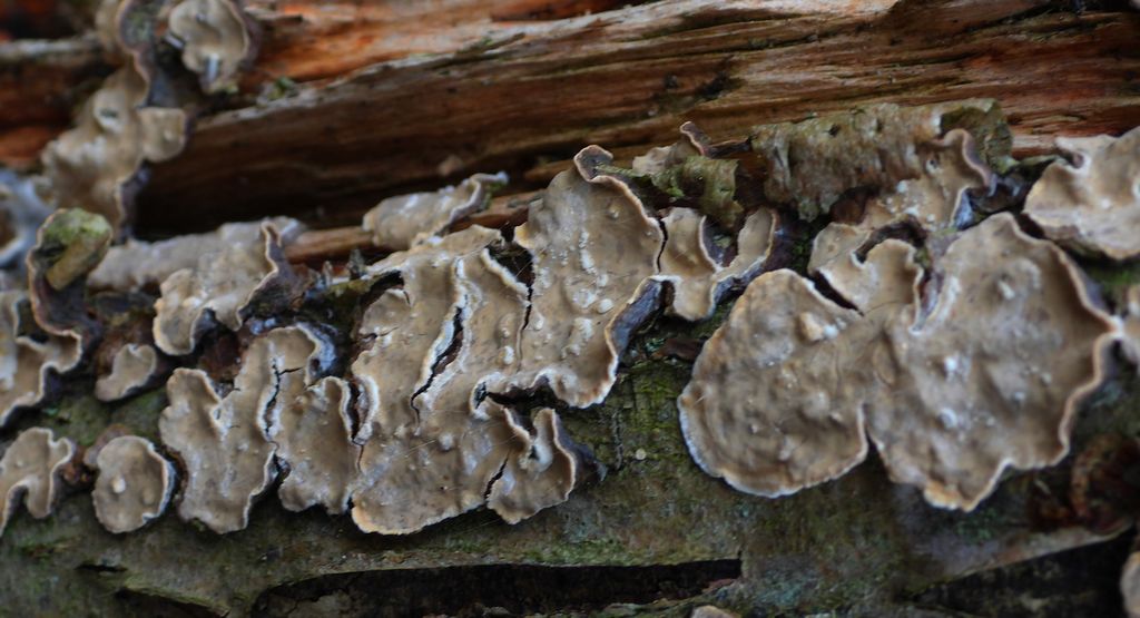 Tarczówka krążkowata (Aleurodiscus disciformis)