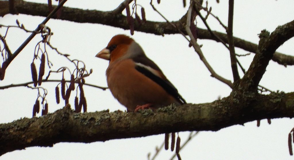 Grubodziób zwyczajny, pestkojad, grabołusk (Coccothraustes coccothraustes)