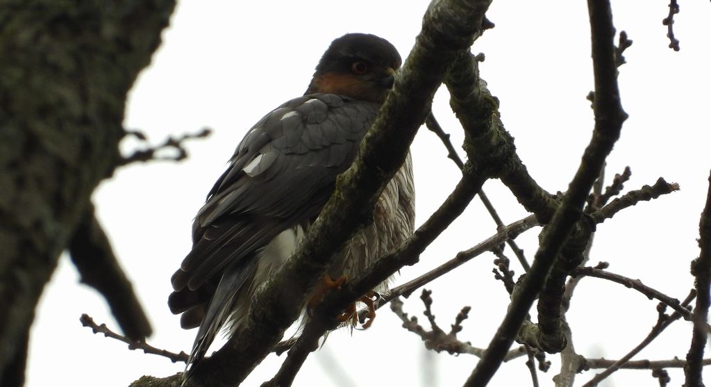 Krogulec zwyczajny, krogulec, jastrząb wróblarz (Accipiter nisus)