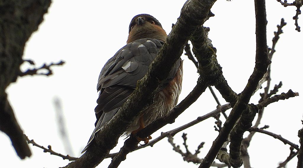 Krogulec zwyczajny, krogulec, jastrząb wróblarz (Accipiter nisus)