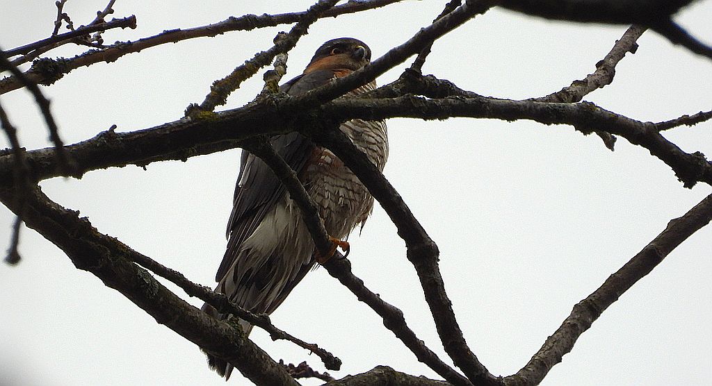 Krogulec zwyczajny, krogulec, jastrząb wróblarz (Accipiter nisus)
