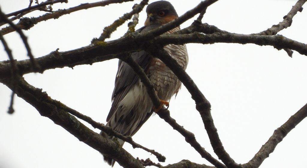 Krogulec zwyczajny, krogulec, jastrząb wróblarz (Accipiter nisus)
