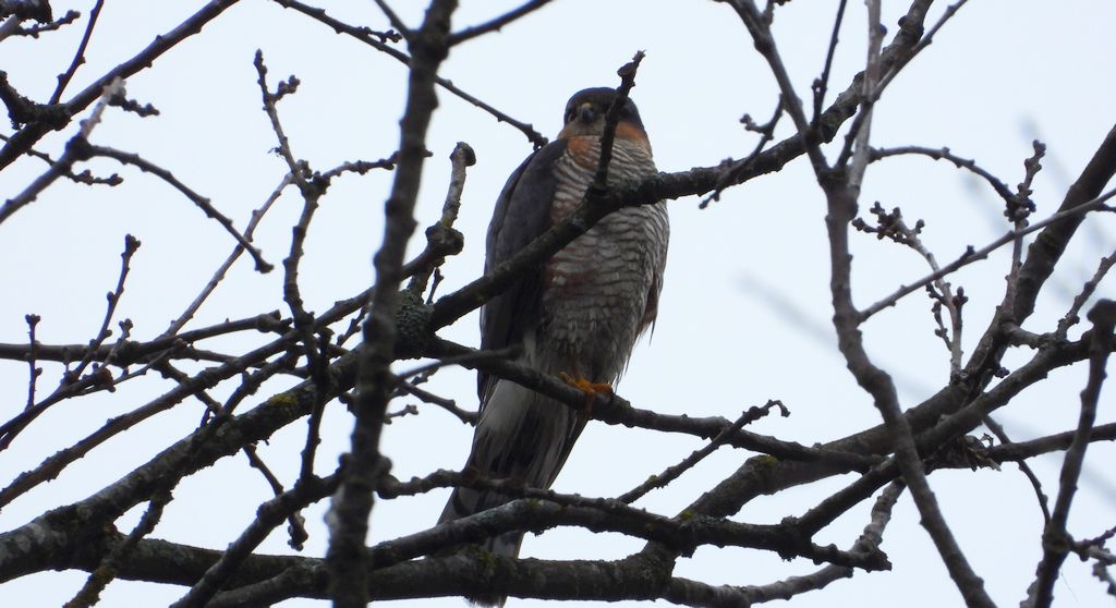 Krogulec zwyczajny, krogulec, jastrząb wróblarz (Accipiter nisus)