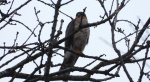 Krogulec zwyczajny, krogulec, jastrząb wróblarz (Accipiter nisus)