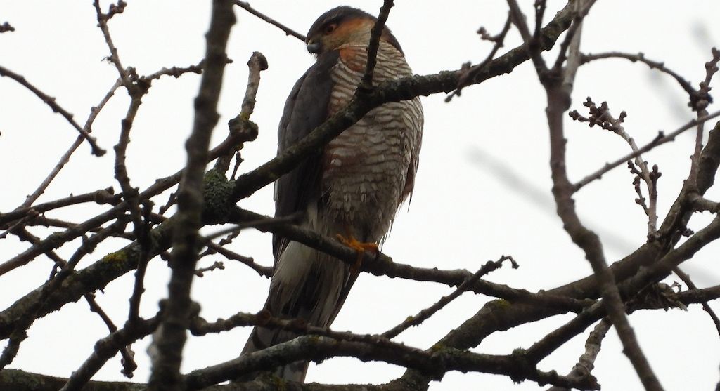 Krogulec zwyczajny, krogulec, jastrząb wróblarz (Accipiter nisus)