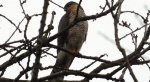 Krogulec zwyczajny, krogulec, jastrząb wróblarz (Accipiter nisus)