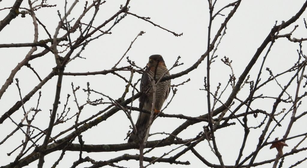Krogulec zwyczajny, krogulec, jastrząb wróblarz (Accipiter nisus)