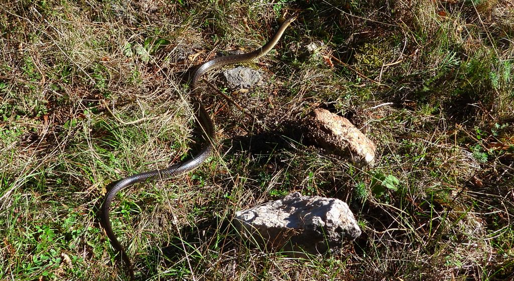 Wąż Eskulapa (Zamenis longissimus)