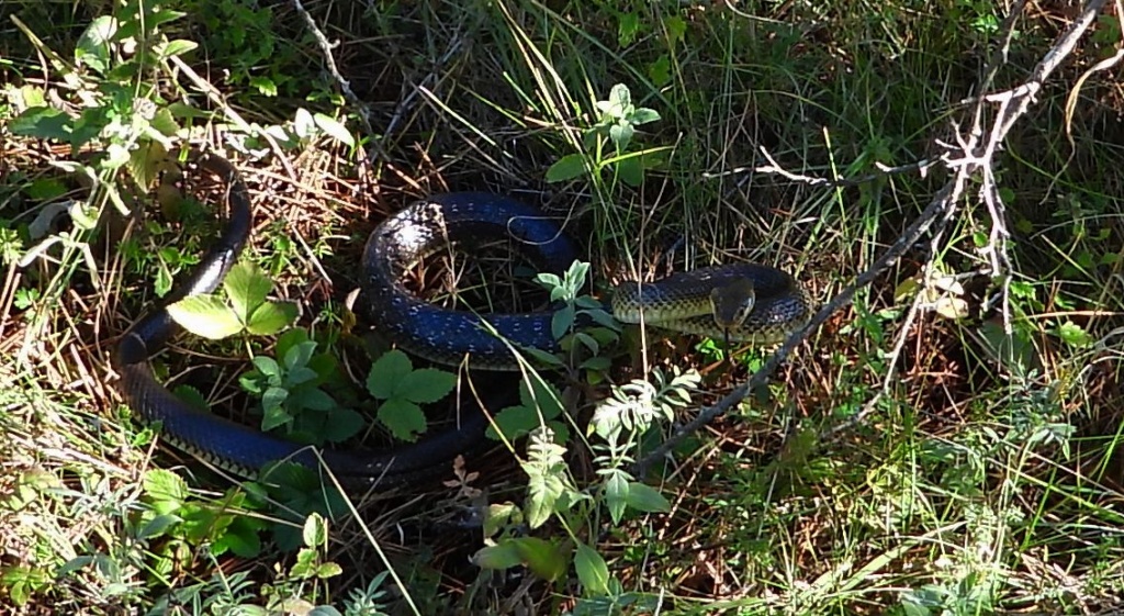 Wąż Eskulapa (Zamenis longissimus)