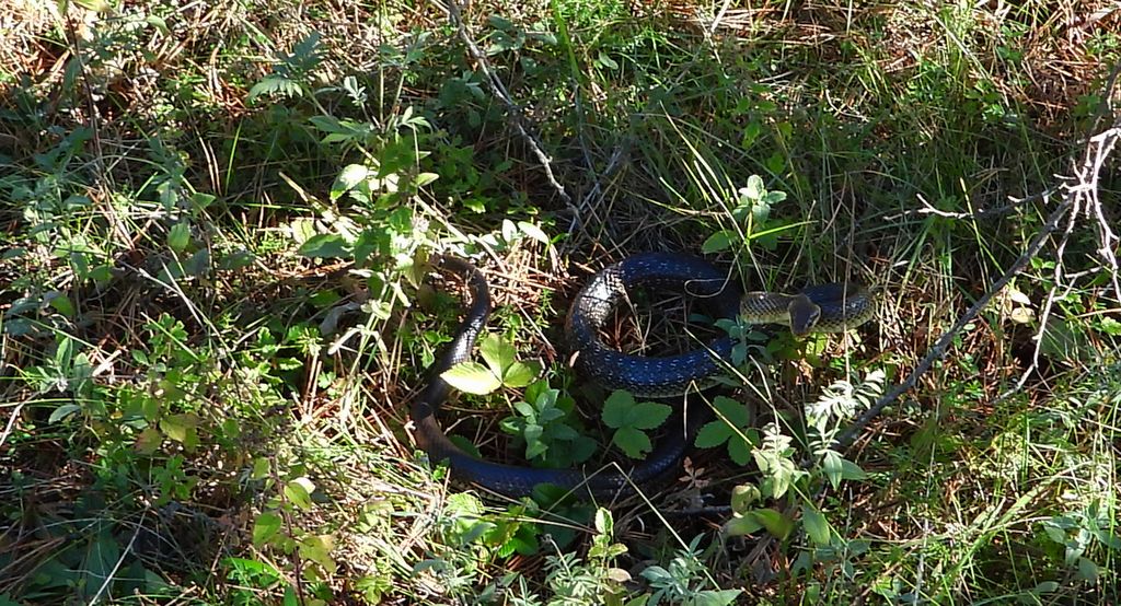 Wąż Eskulapa (Zamenis longissimus)