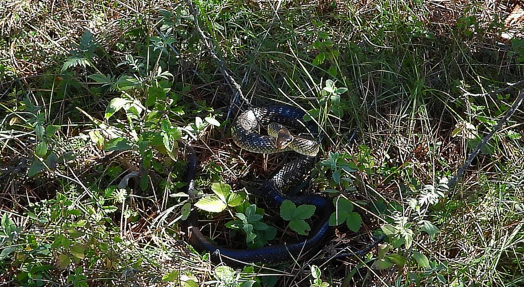 Wąż Eskulapa (Zamenis longissimus)