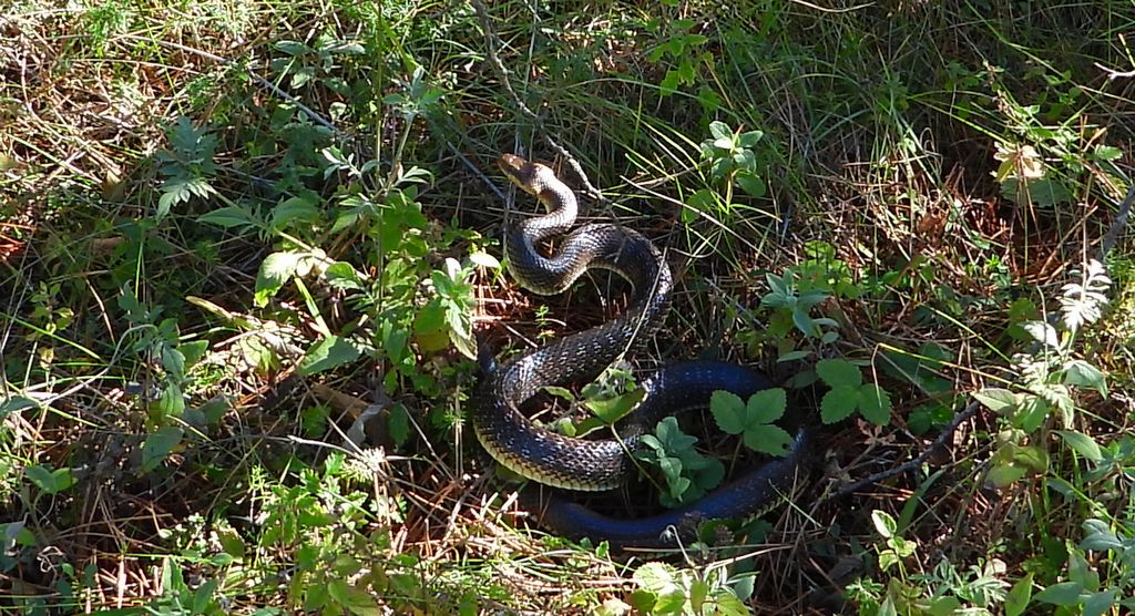 Wąż Eskulapa (Zamenis longissimus)