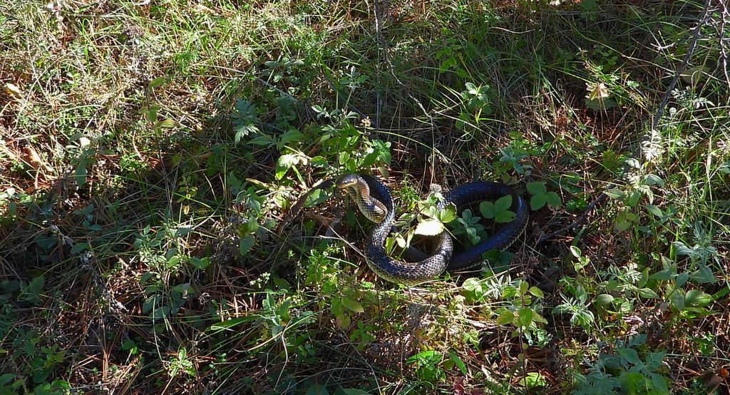 Wąż Eskulapa (Zamenis longissimus)