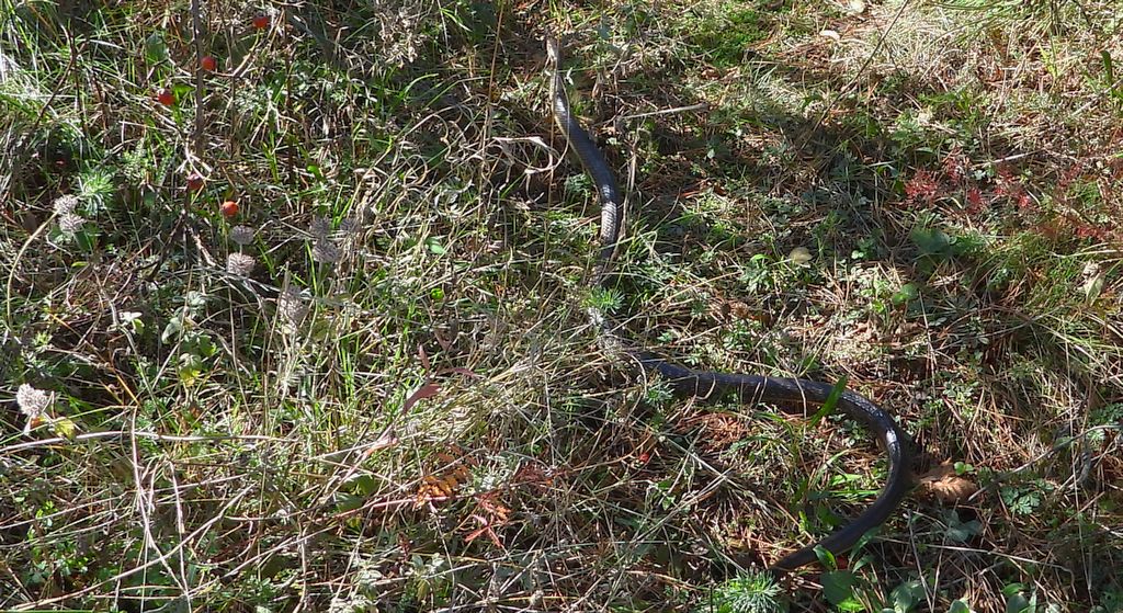 Wąż Eskulapa (Zamenis longissimus)