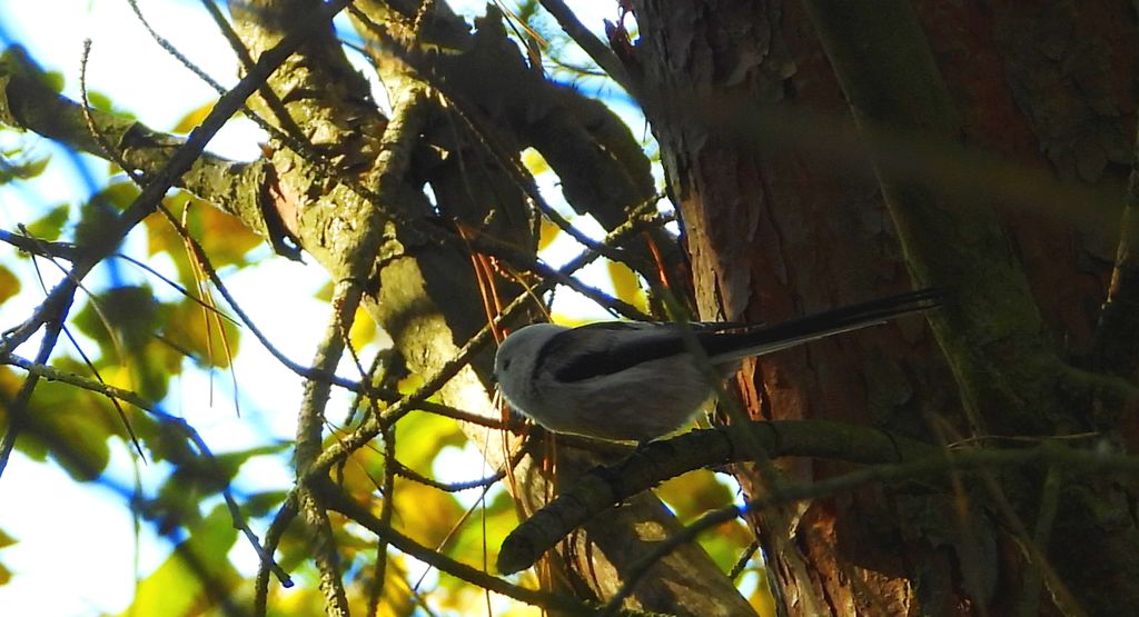 Raniuszek (Aegithalos caudatus)