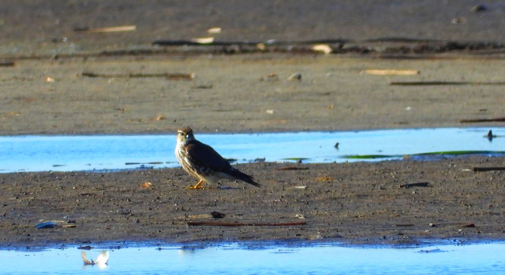 Drzemlik, sokół drzemlik, sokół królik (Falco columbarius)