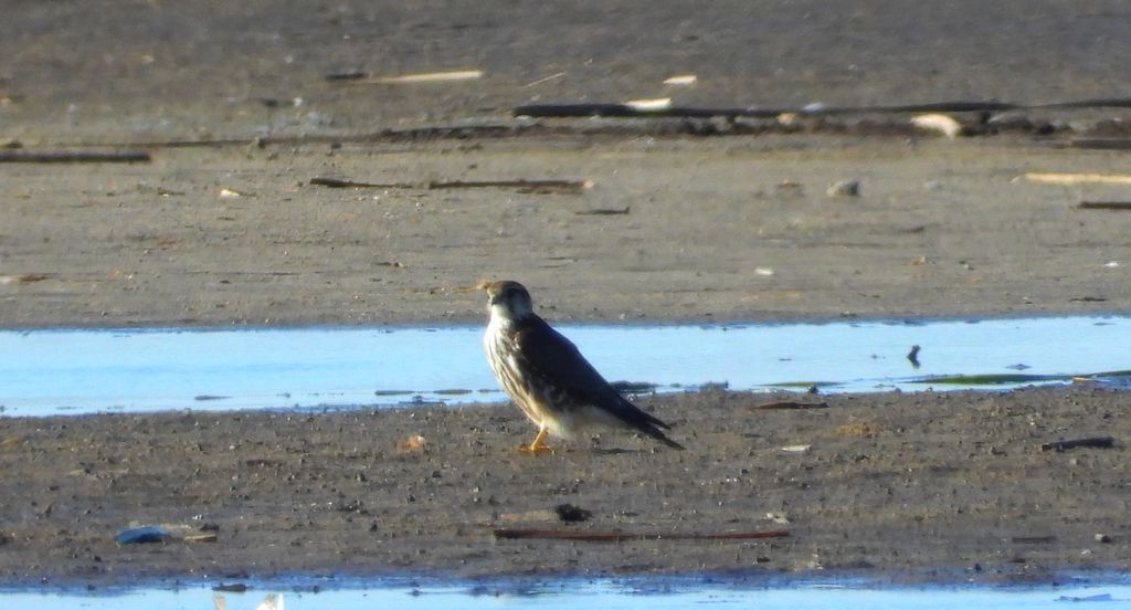 Drzemlik, sokół drzemlik, sokół królik (Falco columbarius)