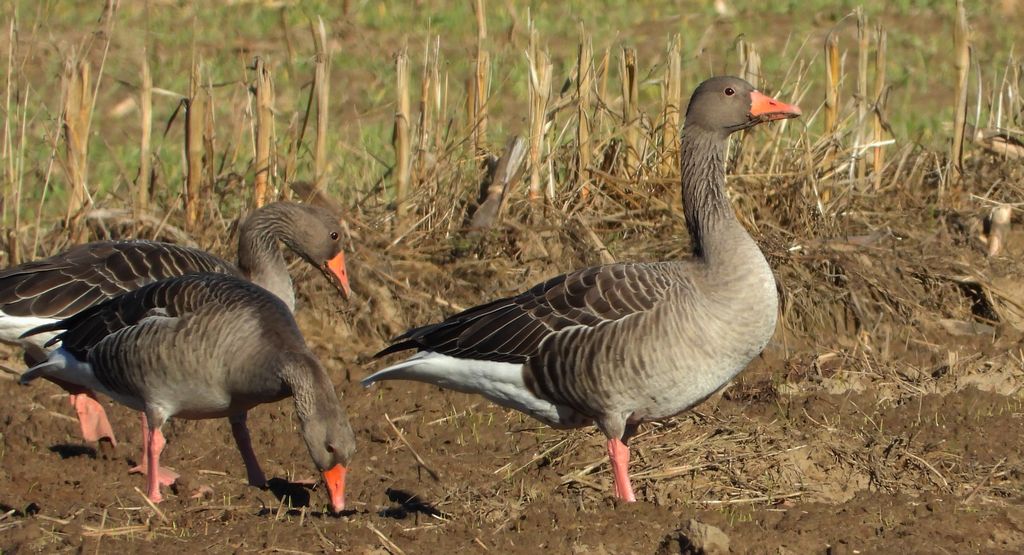 Gęgawa, gęś gęgawa (Anser anser)