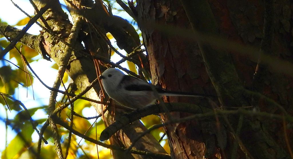 Raniuszek (Aegithalos caudatus)