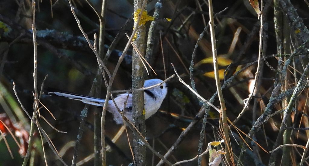 Raniuszek (Aegithalos caudatus)